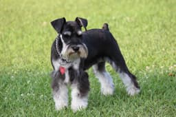 Miniature Schnauzer Puppies thumbnail 7