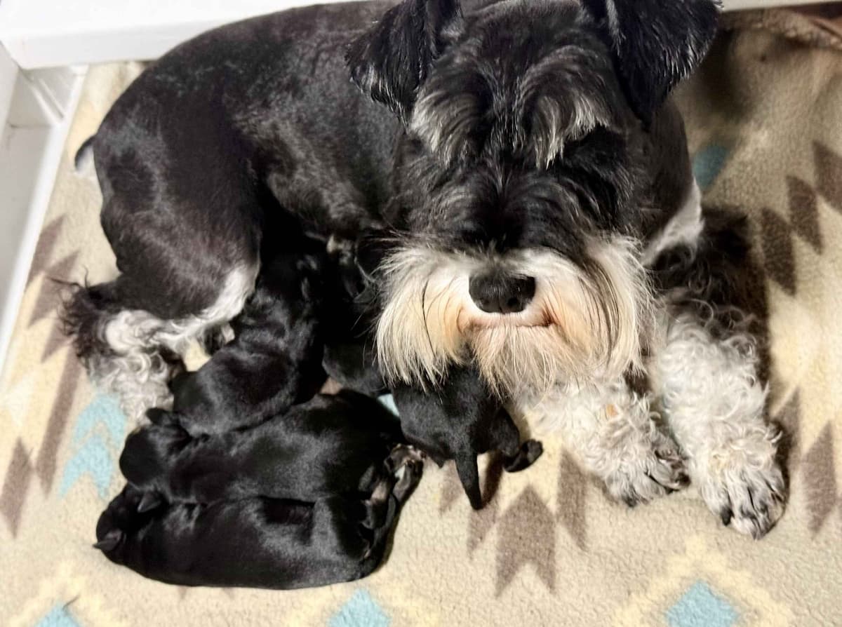 Miniature Schnauzer Puppies photo 2