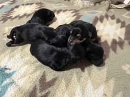 Miniature Schnauzer Puppies thumbnail 4