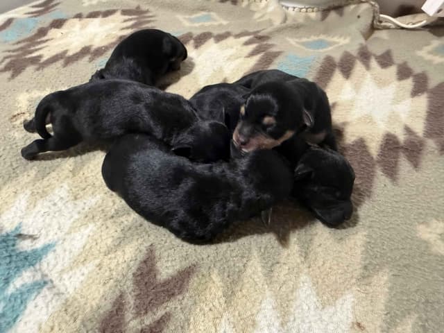 Miniature Schnauzer Puppies media 4