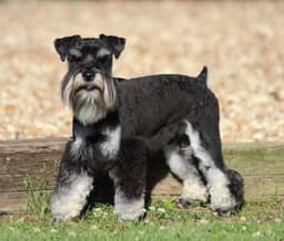 Miniature Schnauzer Puppies thumbnail 8