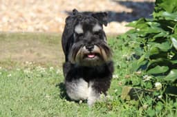 Miniature Schnauzer Puppies thumbnail 9