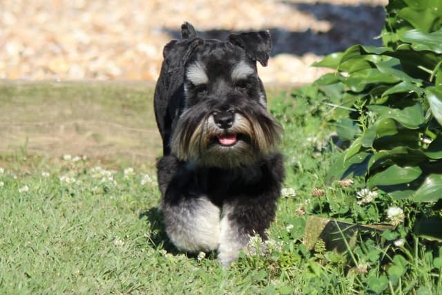 Miniature Schnauzer Puppies media 9