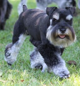 Miniature Schnauzer Puppies thumbnail 10