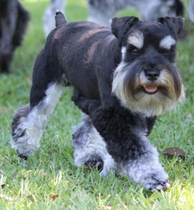 Miniature Schnauzer Puppies media 10