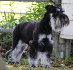 Miniature Schnauzer Puppies thumbnail 11