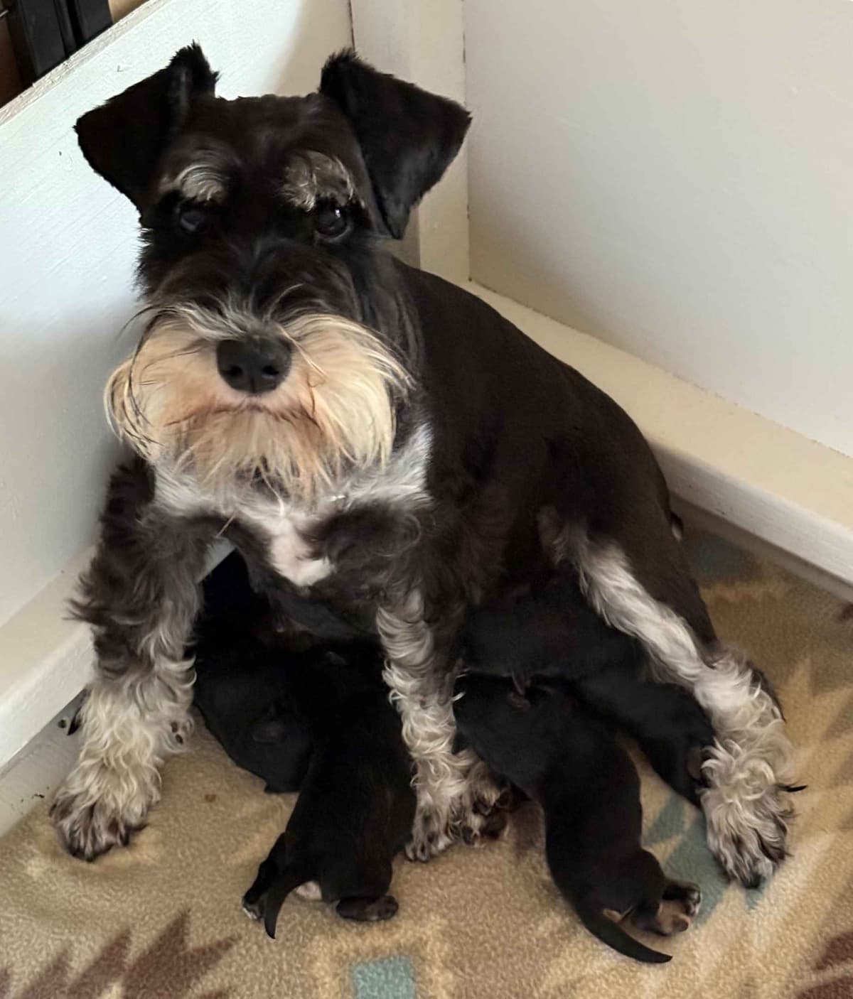 Miniature Schnauzer Puppies photo 3