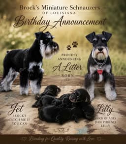 Miniature Schnauzer Puppies thumbnail 1