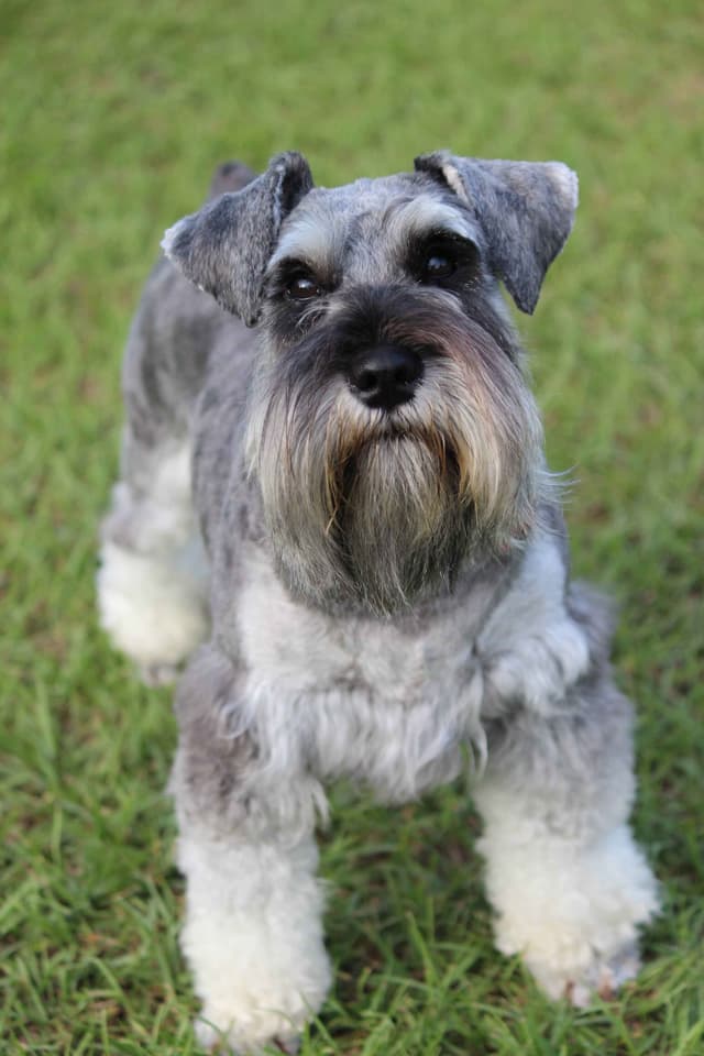 Miniature Schnauzer Puppies media 2