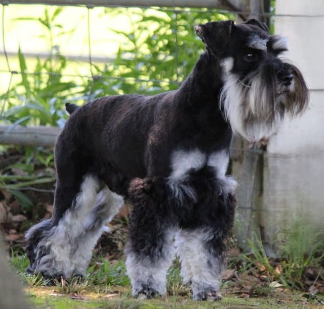 Miniature Schnauzer Puppies media 3
