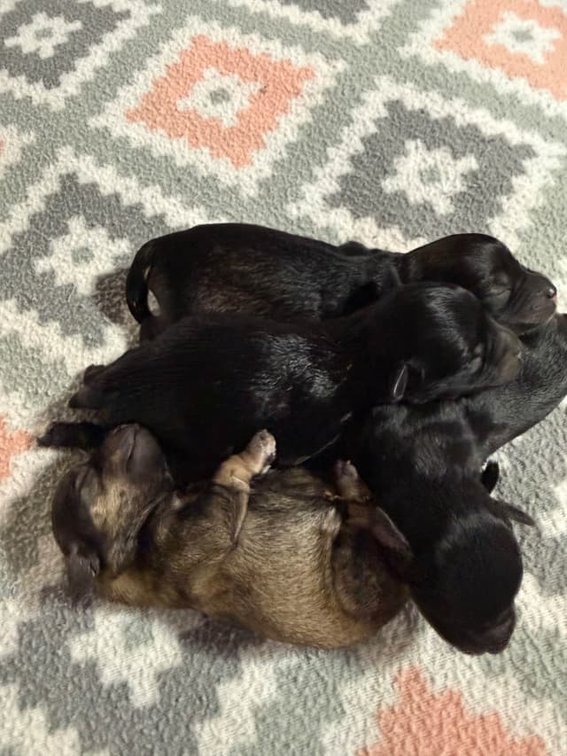 Miniature Schnauzer Puppies media 4