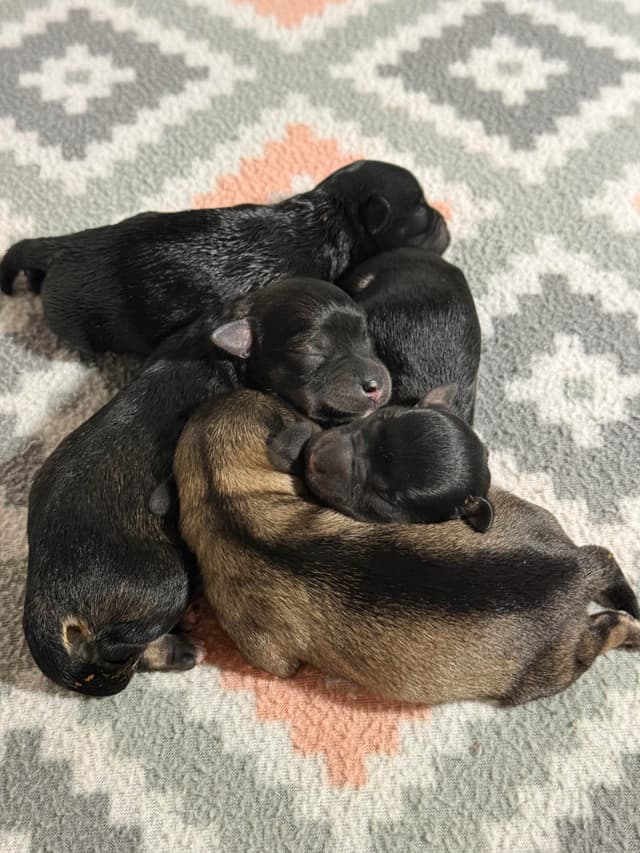 Miniature Schnauzer Puppies media 5