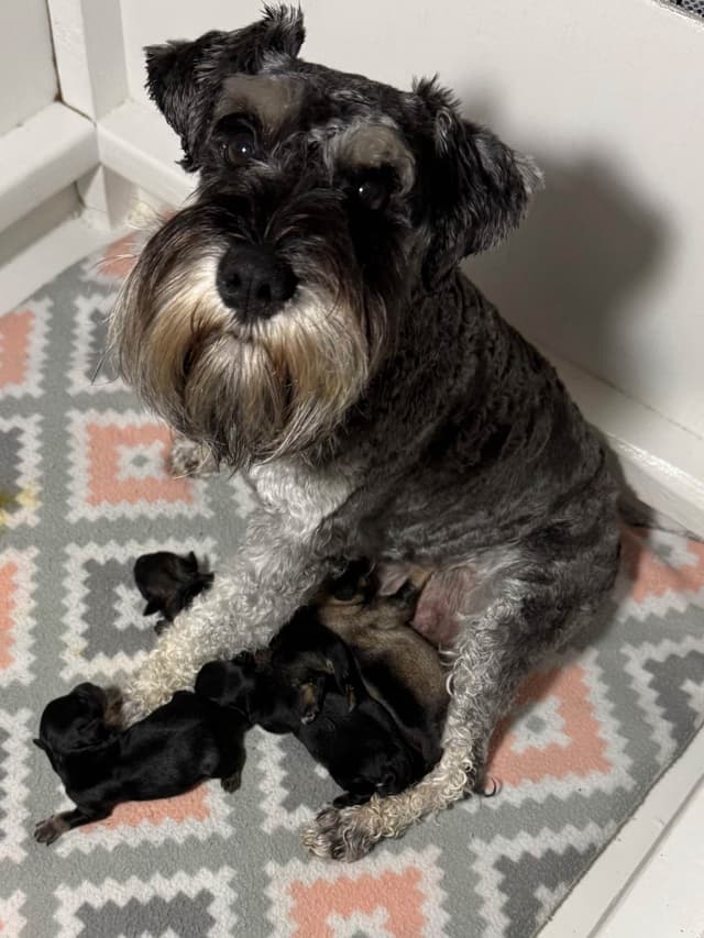 Miniature Schnauzer Puppies media 6