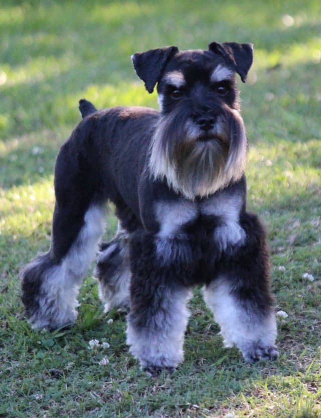 Miniature Schnauzer Puppies media 7