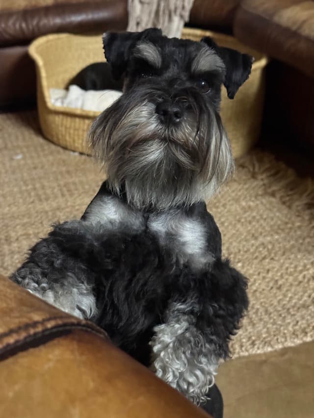 Miniature Schnauzer Puppies media 12