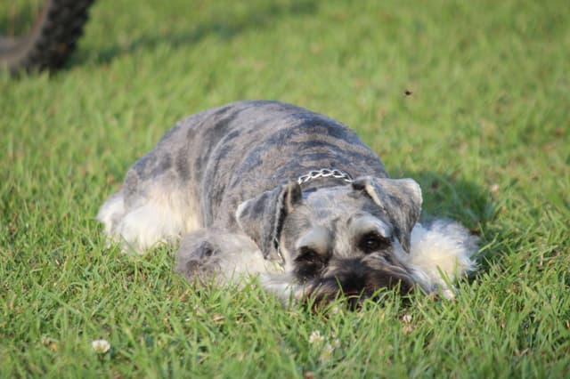 Miniature Schnauzer Puppies media 8