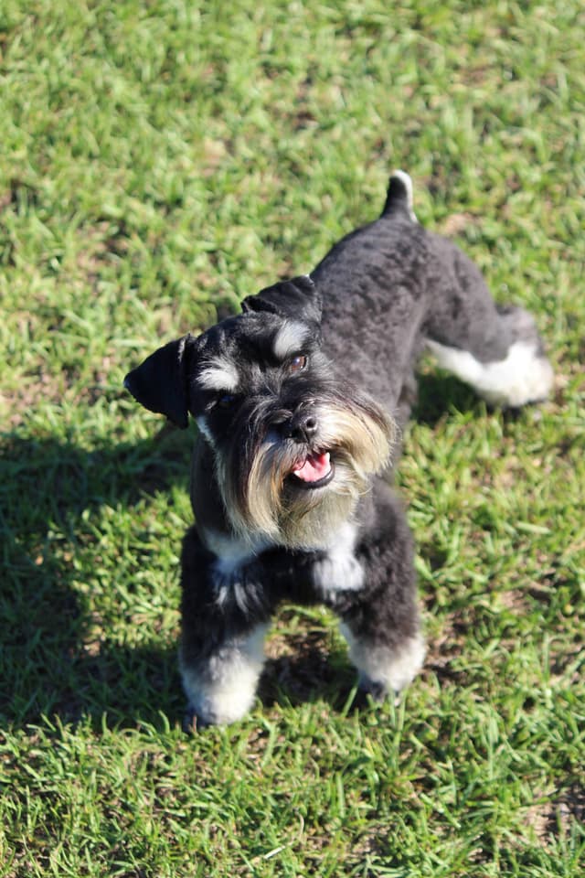 Miniature Schnauzer Puppies media 13
