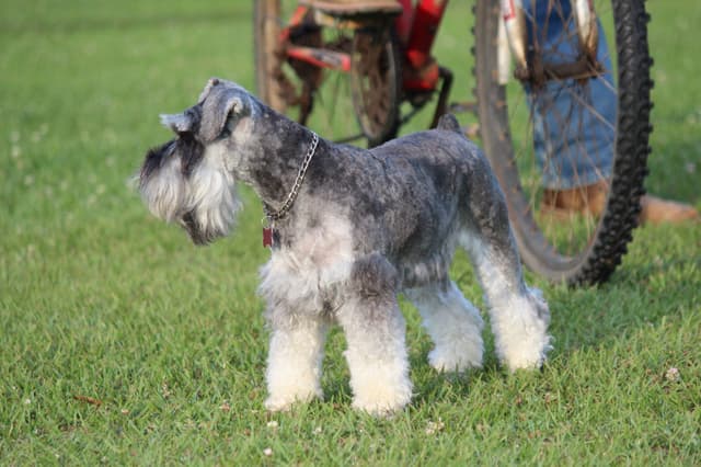 Miniature Schnauzer Puppies media 9