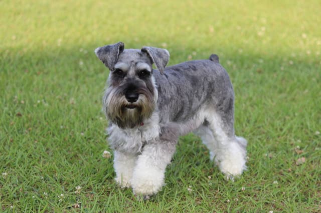 Miniature Schnauzer Puppies media 10