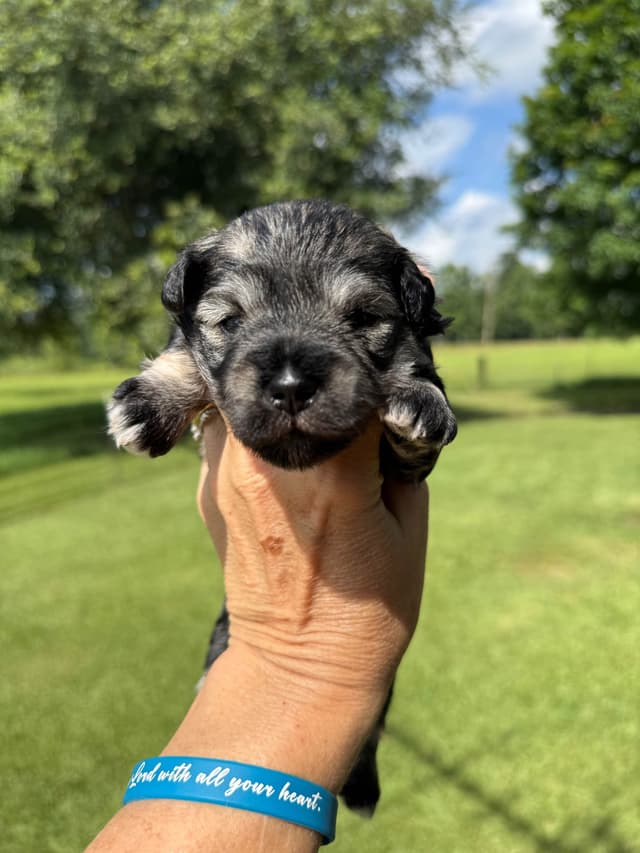 Miniature Schnauzer Puppies media 14