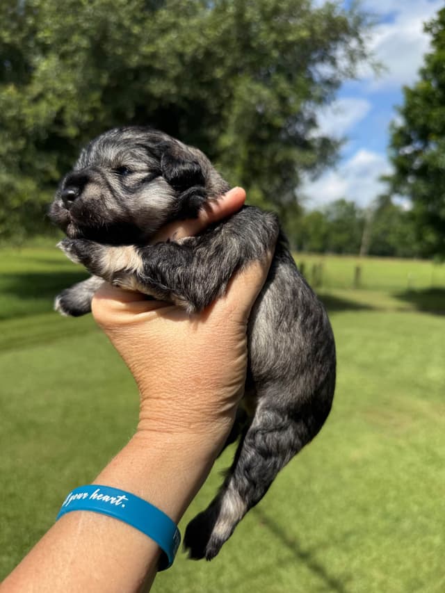 Miniature Schnauzer Puppies media 15