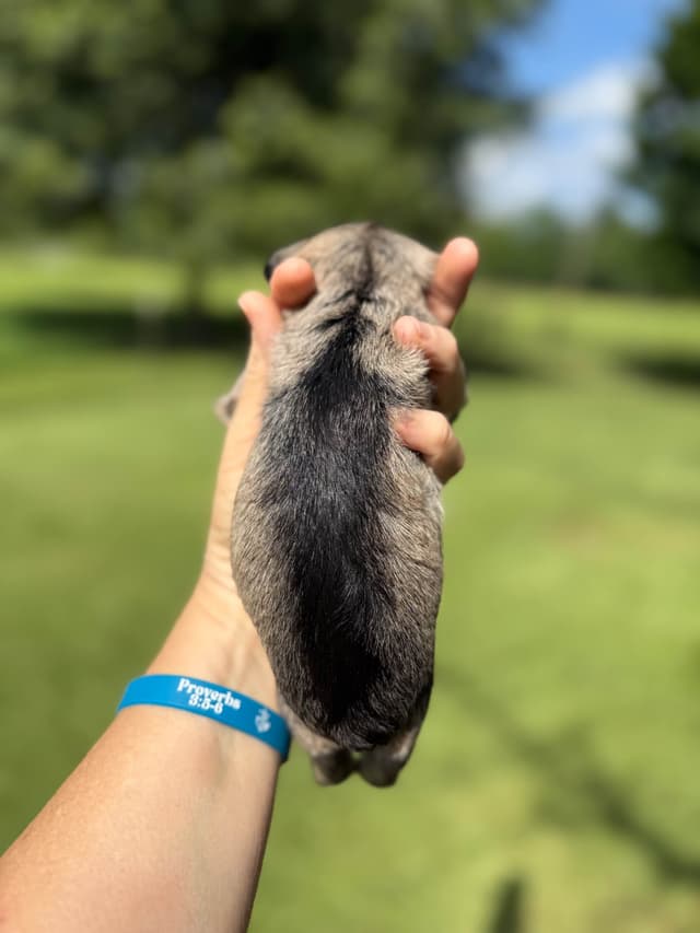 Miniature Schnauzer Puppies media 16