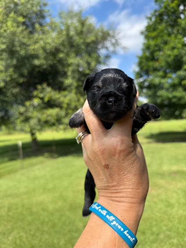 Miniature Schnauzer Puppies media 17