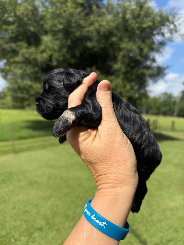 Miniature Schnauzer Puppies media 18