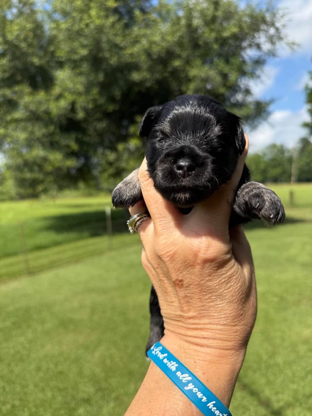 Miniature Schnauzer Puppies media 19