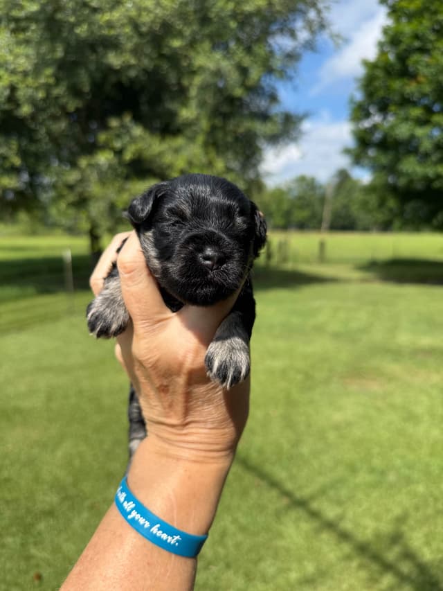 Miniature Schnauzer Puppies media 20