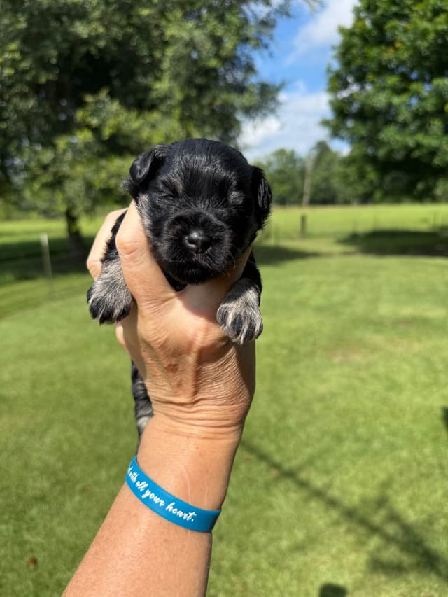 Miniature Schnauzer Puppies media 21