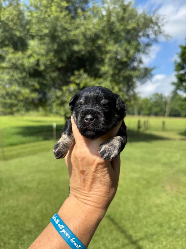 Miniature Schnauzer Puppies media 22