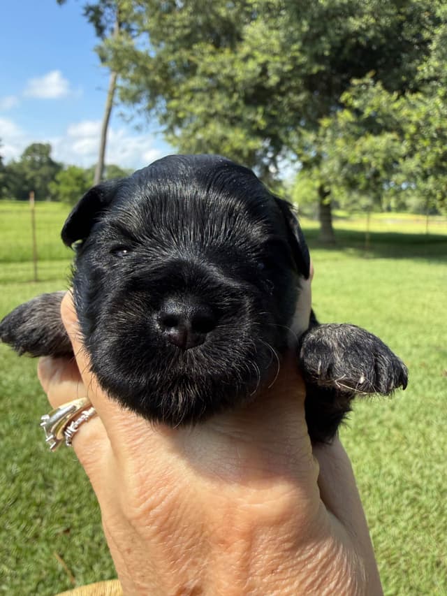 Miniature Schnauzer Puppies media 23