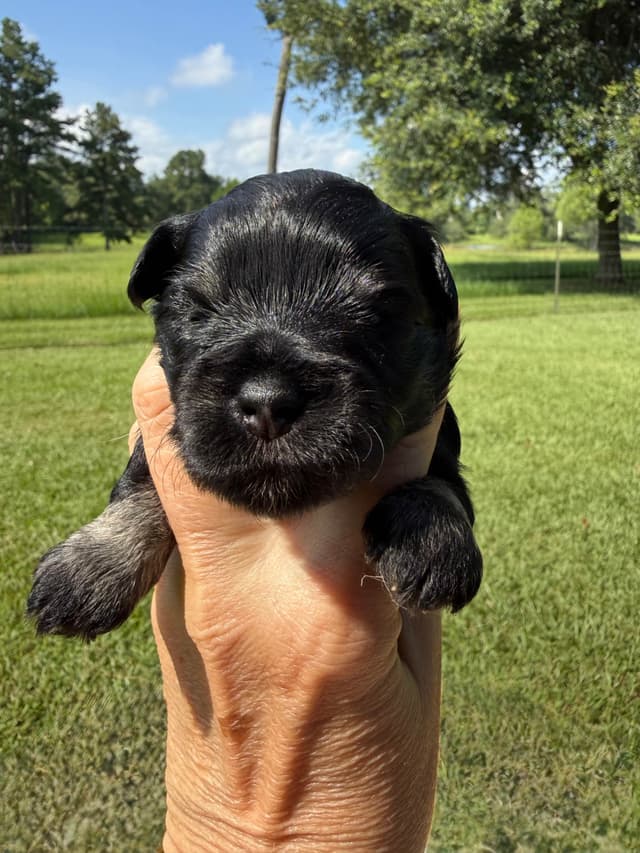 Miniature Schnauzer Puppies media 24