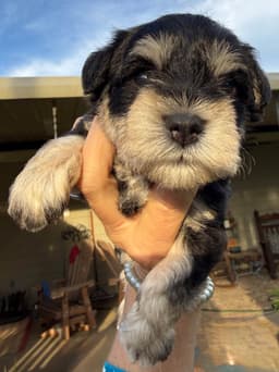 Miniature Schnauzer Puppies thumbnail 12