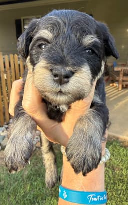 Miniature Schnauzer Puppies thumbnail 14