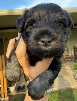 Miniature Schnauzer Puppies thumbnail 13
