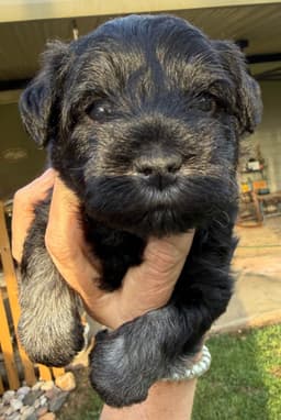 Miniature Schnauzer Puppies thumbnail 17