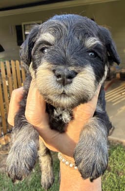 Miniature Schnauzer Puppies thumbnail 16