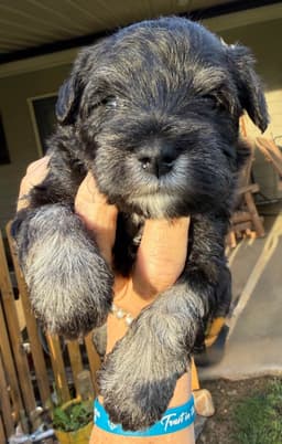 Miniature Schnauzer Puppies thumbnail 21