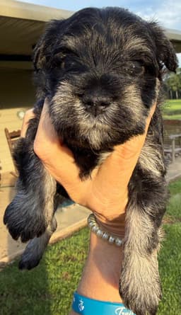 Miniature Schnauzer Puppies thumbnail 15
