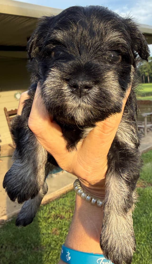 Miniature Schnauzer Puppies media 15