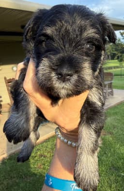 Miniature Schnauzer Puppies thumbnail 20