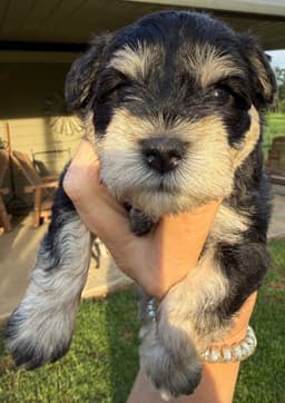 Miniature Schnauzer Puppies thumbnail 19
