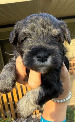 Miniature Schnauzer Puppies thumbnail 18