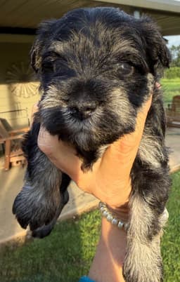 Miniature Schnauzer Puppies thumbnail 22