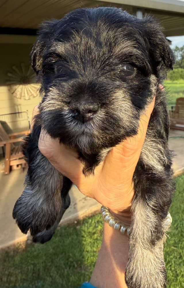 Miniature Schnauzer Puppies media 22