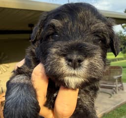 Miniature Schnauzer Puppies thumbnail 23