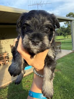 Miniature Schnauzer Puppies thumbnail 24