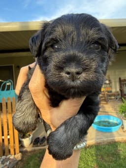 Miniature Schnauzer Puppies thumbnail 26